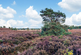 Zicht op een heideveld met struikheide en dennen onder een blauwe lucht nabij een lodge.