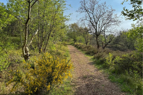 Waldweg mit grünen Bäumen und gelben Blumen nahe einer kleinen Wohnung an der niederländischen Küste.