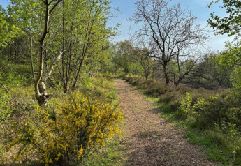 Sti med blomstrende buske og grønne træer nær et lille hus i Holland tæt på kysten under blå himmel.
