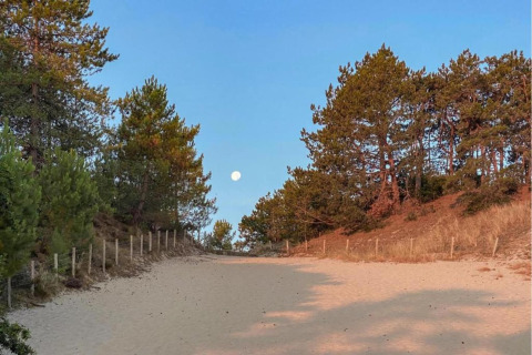 Sentiero sabbioso tra pini e luna piena, vicino alla costa nei Paesi Bassi presso una tiny house.