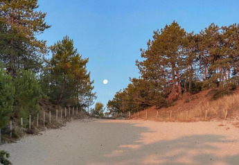 Sandsti gennem fyrretræer med fuldmåne, fotograferet nær kysten i Holland ved en lille lejlighed.