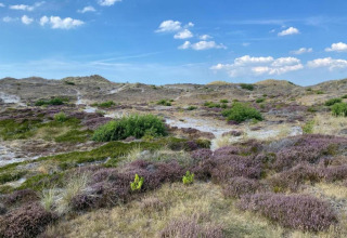 Paisaje de dunas y matorrales costeros cercano al Apartment in Netherlands near the Coast, Países Bajos.
