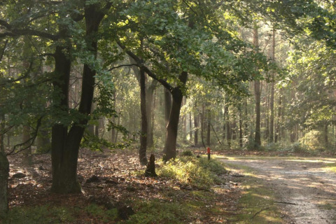 Ein ruhiger Waldweg nahe einer Lodge, von dichten, grünen Bäumen umgeben, Sonnenstrahlen durch Blätter.