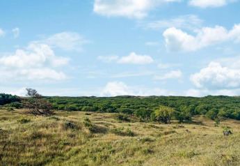 Groene heuvels en verspreide bomen onder blauwe lucht dichtbij de kust in Nederland.