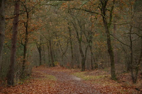 Ein herbstlicher Waldweg, bedeckt mit Laub, umgeben von Bäumen in der Nähe einer Lodge im Wald.