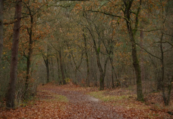 Sti dækket af efterårsblade, omgivet af træer med sparsomme blade, fotograferet nær en lodge i skoven.