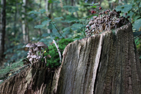 Close-up van paddenstoelen die groeien op een boomstronk in het bos, met mos en groen rondom.