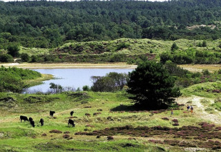 Vista de colinas verdes, vacas pastando, lago y bosque cerca de una casa pequeña en Holanda cerca de la costa.
