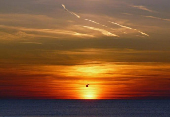 Atardecer sobre el mar desde 'Apartment in Netherlands near the Coast' con una gaviota volando.