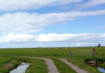Vista de campos verdes con vacas, camino de grava y molino de viento cerca de la costa en Países Bajos.