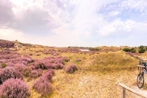 Vista su distese di erica viola e dune vicino alla costa da una tiny house nei Paesi Bassi.