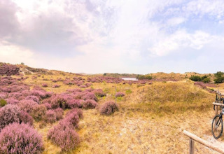 Vista de campos de brezos morados y dunas cerca de la costa tomada desde una tiny house en Holanda.