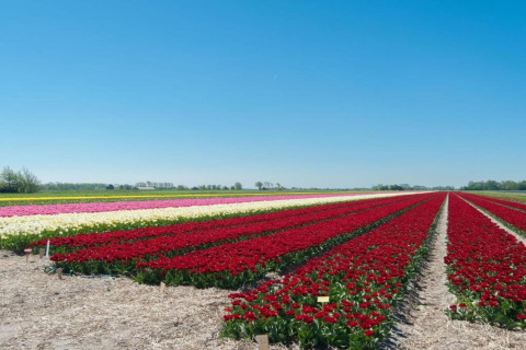 Campos de tulipanes de colores bajo un cielo despejado cerca de la costa en Países Bajos, vistos desde una tiny house.