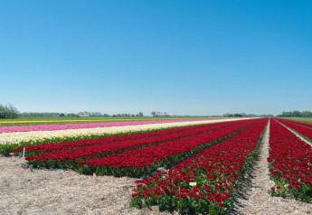 Kleurrijke tulpenvelden onder een heldere lucht vlakbij de kust in Nederland, gezien vanaf een tiny house.
