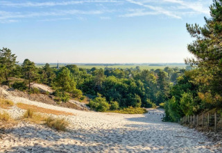 Sanddünen und grüne Bäume nahe der Küste aus einer kleinen Wohnung in den Niederlanden.