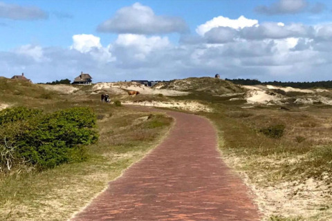 Ein roter Backsteinweg führt durch Dünenlandschaft zu kleinen Häusern an der niederländischen Küste.