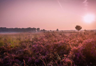 Zonsondergang boven paarse heide en verspreide bomen, genomen vanaf een lodge in een rustige omgeving.
