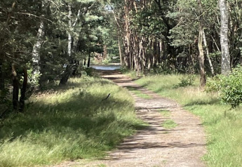 En solbeskinnet sti omgivet af grønne træer og græs ved en lodge, perfekt til en fredelig gåtur.