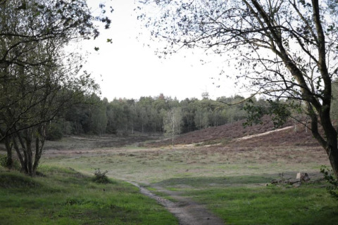 Natuurpad bij Heivlinder Comfort 4+2p lodge in Nederland, met grasvelden en omringende bossen.