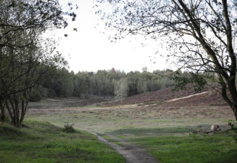 Nature trail at Heivlinder Comfort 4+2p lodge in the Netherlands, with grassy fields and surrounding woods.