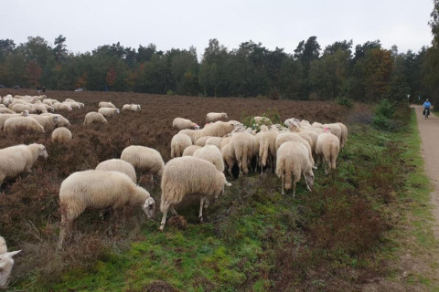 Een schaapskudde graast bij Heivlinder Comfort 4+2p lodge in Nederland aan de rand van een pad.