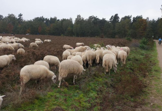 Een schaapskudde graast bij Heivlinder Comfort 4+2p lodge in Nederland aan de rand van een pad.