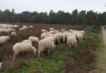 A large flock of sheep grazes near Heivlinder Comfort 4+2p lodge in the Netherlands, next to a path.