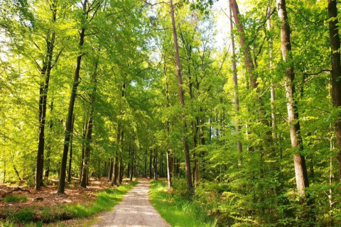 Zonnig bospad met frisse groene bomen bij Heivlinder Comfort lodge in Nederland tijdens de lente.