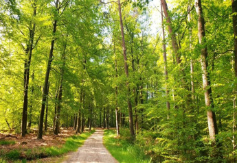 Sunny forest trail with lush green trees near Heivlinder Comfort lodge in the Netherlands, springtime.