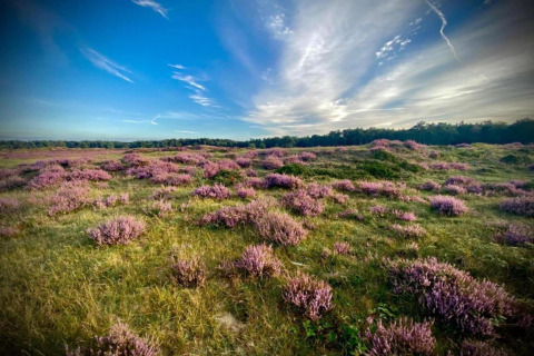 Paars heidelandschap bij Heivlinder Comfort 4+2p lodge in Nederland onder een heldere blauwe lucht.