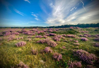 Purple heath landscape by Heivlinder Comfort 4+2p lodge in the Netherlands with a wide blue sky above.