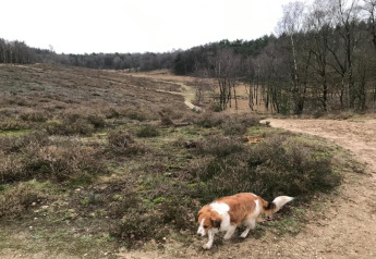 A dog walks along a trail at Heivlinder Comfort 4+2p lodge in the Netherlands, surrounded by woods and heath.
