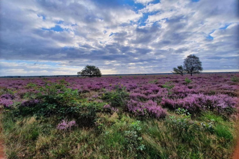 Gezicht op paarse heidevelden en verspreide bomen bij Heivlinder Comfort 4+2p in Nederland.
