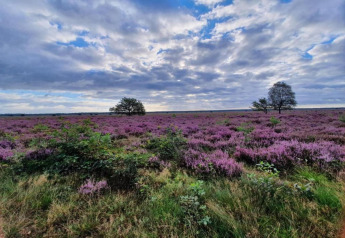 Heather fields with purple flowers and scattered trees at Heivlinder Comfort 4+2p lodge in the Netherlands.