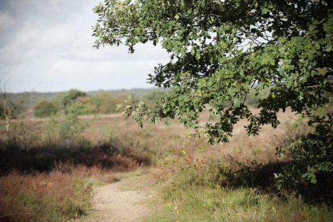 Natuurlijke omgeving bij Heivlinder Comfort 4+2p lodge in Nederland met bomen en open vlakte.
