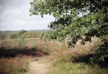 Scenic view at Heivlinder Comfort 4+2p lodge in the Netherlands, featuring trees and open fields.