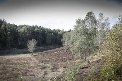 Landschap bij Heivlinder Comfort 4+2p in Nederland, met bomen, struiken en open natuurgebieden.
