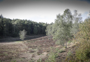 Scenic landscape near Heivlinder Comfort 4+2p lodge in the Netherlands with trees and open ground.