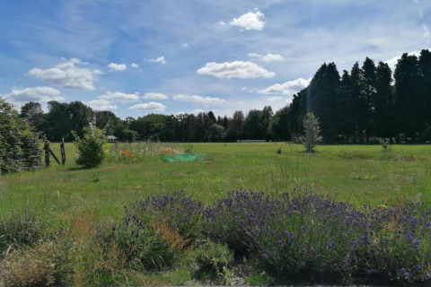 Groene weide met wilde bloemen en bomen onder blauwe lucht, genomen bij Heivlinder Comfort 4+2p lodge in Nederland.