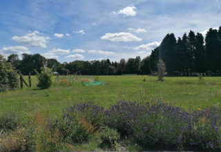 Groene weide met wilde bloemen en bomen onder blauwe lucht, genomen bij Heivlinder Comfort 4+2p lodge in Nederland.
