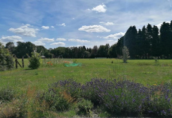 Green field with wildflowers and trees under a blue sky with clouds, taken at Heivlinder Comfort 4+2p lodge in the Netherlands.