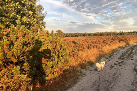 Een hond staat aan de leiband op een pad bij Heivlinder Comfort 4+2p lodge, omringd door heide en struiken in Nederland.