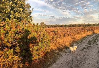 A dog on a leash standing on a path by Heivlinder Comfort 4+2p lodge, surrounded by fields and bushes in the Netherlands.