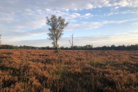 Heidelandschap nabij Heivlinder Comfort 4+2p in Nederland met bomen en uitgestrekt uitzicht.