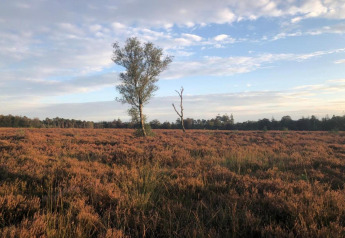 Scenic heathland near Heivlinder Comfort 4+2p Lodge in the Netherlands, with trees and open skies.