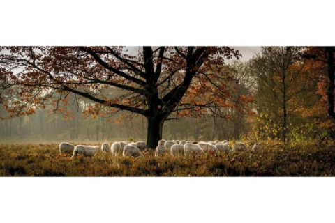 Een kudde schapen graast onder een boom in herfstkleuren bij Heivlinder Comfort 4+2p in Nederland.