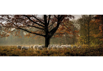 A flock of sheep grazing under an autumn tree at Heivlinder Comfort 4+2p lodge in the Netherlands.