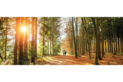 Zonlicht tussen de bomen bij Heivlinder Comfort 4+2p lodge in Nederland, twee personen wandelen samen.