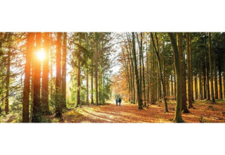 Zonlicht tussen de bomen bij Heivlinder Comfort 4+2p lodge in Nederland, twee personen wandelen samen.
