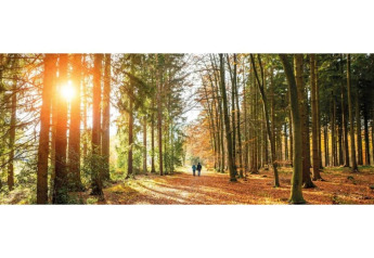 Sunlight filters through forest trees near Heivlinder Comfort 4+2p lodge in the Netherlands, two people walking.